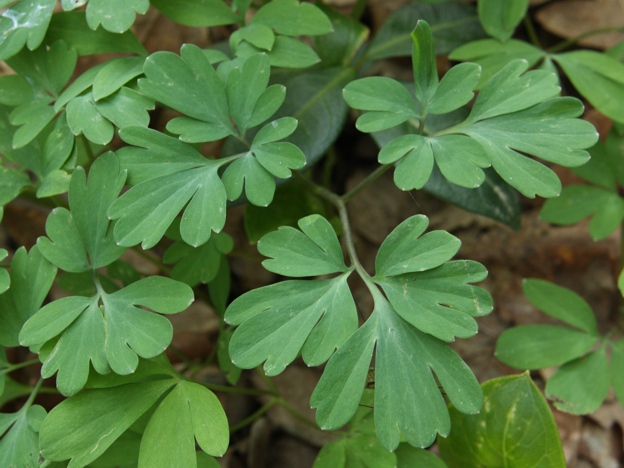 Corydalis cava